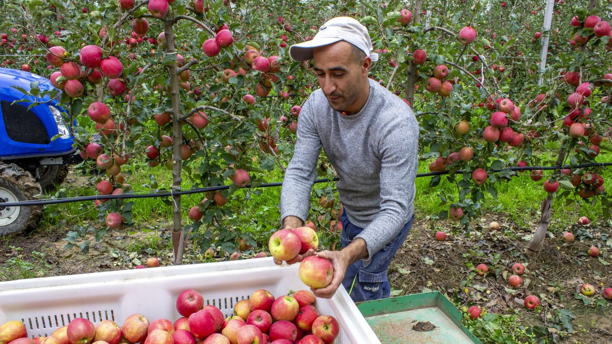 Primeras manzanas Pink Lady recolectadas ayer en una finca en Torre-serona. - ROGER BARRAGÁN