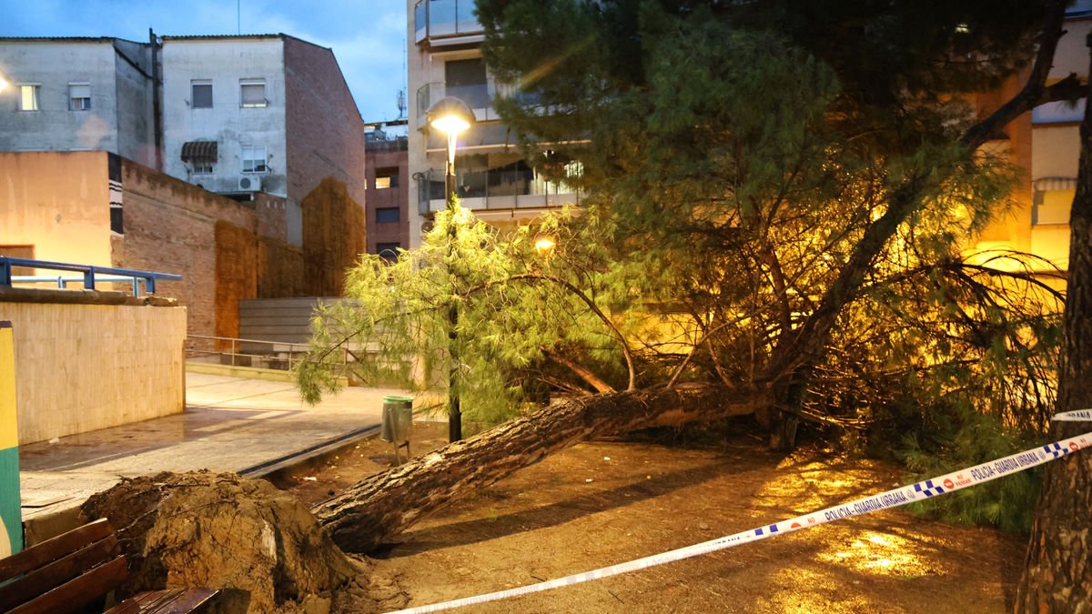 Vista del árbol, con la zona balizada, ayer en la calle Mariola. - AMADO FORROLLA