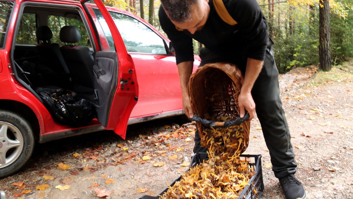 Boletaires plegant bolets al bosc ja que les pluges han fet que proliferin en totes les comarques de muntanya. - C.SANS