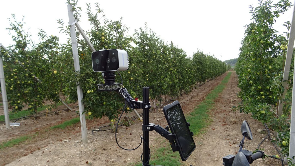 Sistema de visió artificial Vivid que, entre altres aspectes, avalua l’eficàcia de l’aclarida química. - IRTA