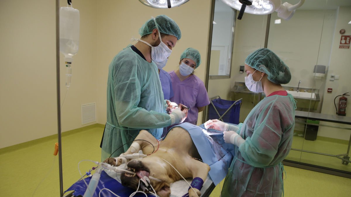 Imagen de archivo de alumnos ayudando en una operación en el hospital veterinario de Torrelameu. - SEGRE