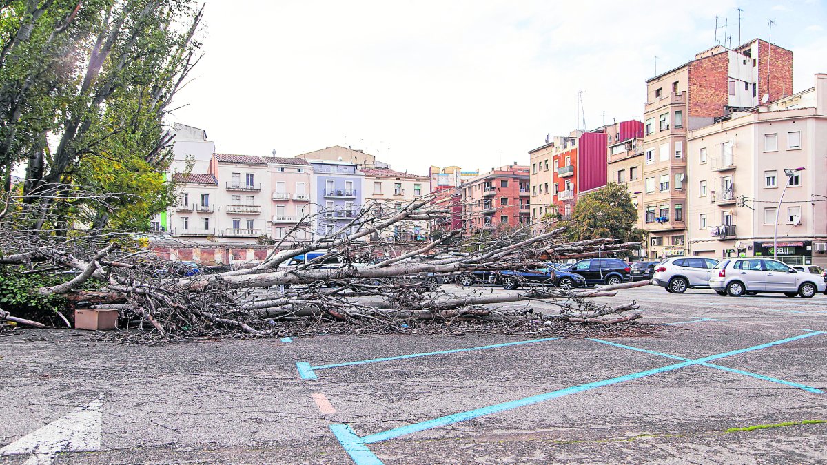 Arbre caigut al pàrquing de Magisteri