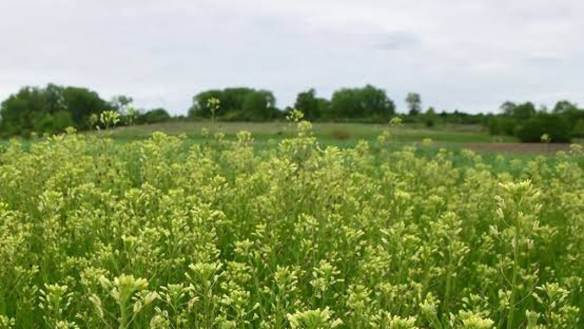 Camelina.