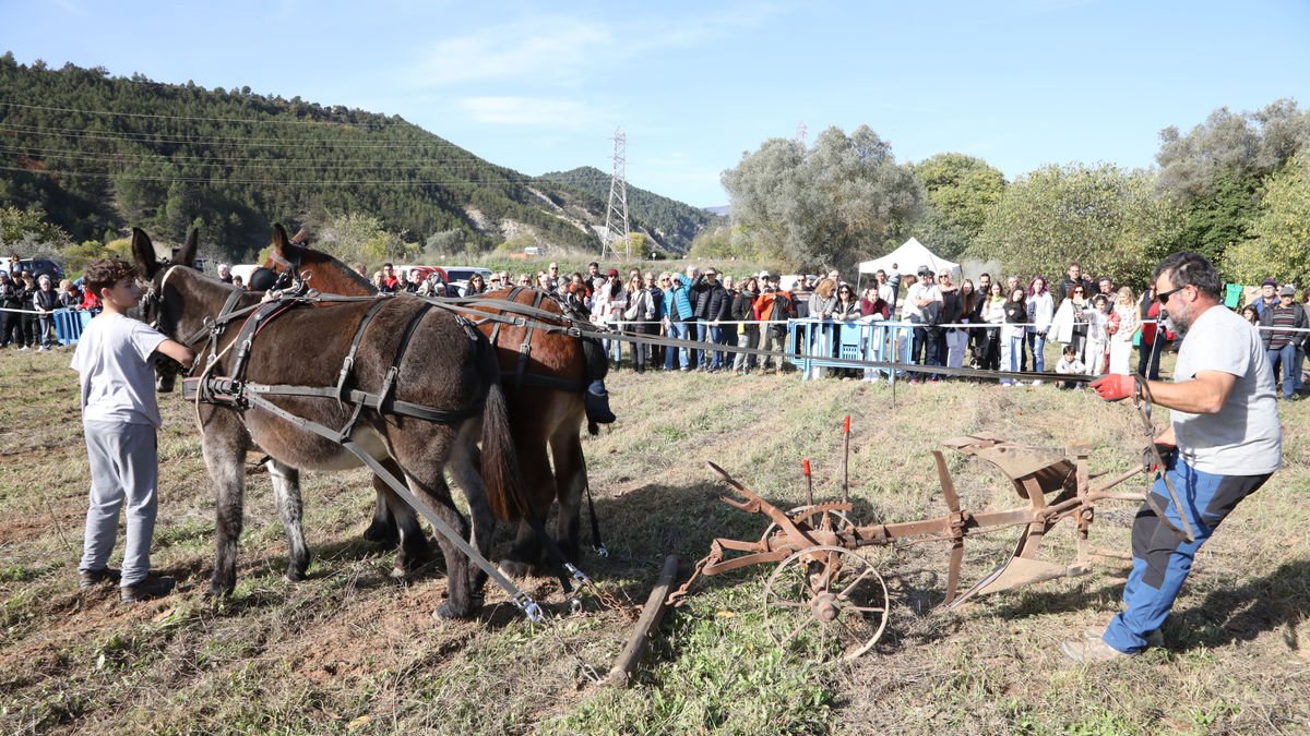 Uno de los labradores en el concurso ayer en Salàs. - EDGAR ALDANA