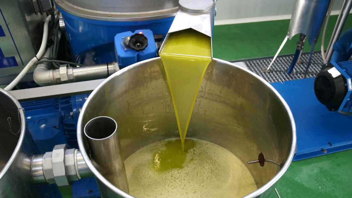 Primer raig d'oli obtingut de la collita primerenca d'oliva arbequina a la Cooperativa de Juncosa.