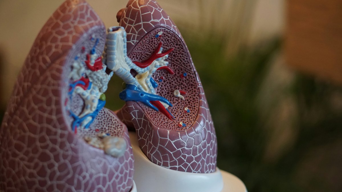 Maqueta de unos pulmones.