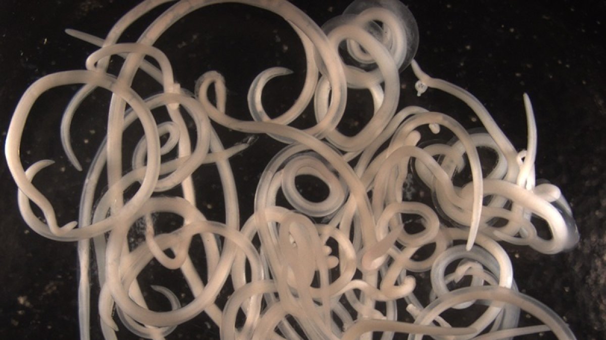 (Foto de ARCHIVO)
Ejemplares de 'Anisakis' extraídos de una merluza infectada. /
ALFONSO NAVAS/CSIC
26/7/2021