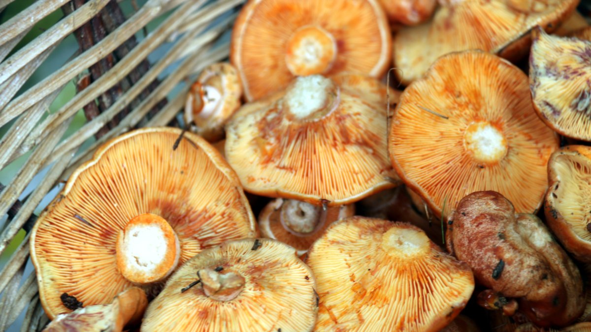 Un cesto con níscalos.