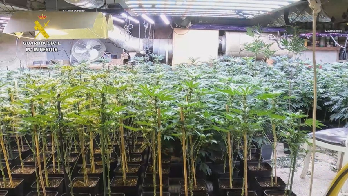 esmantellada una plantació de marihuana amb prop de 1.000 plantes i un detingut a Vilanova de la Barca