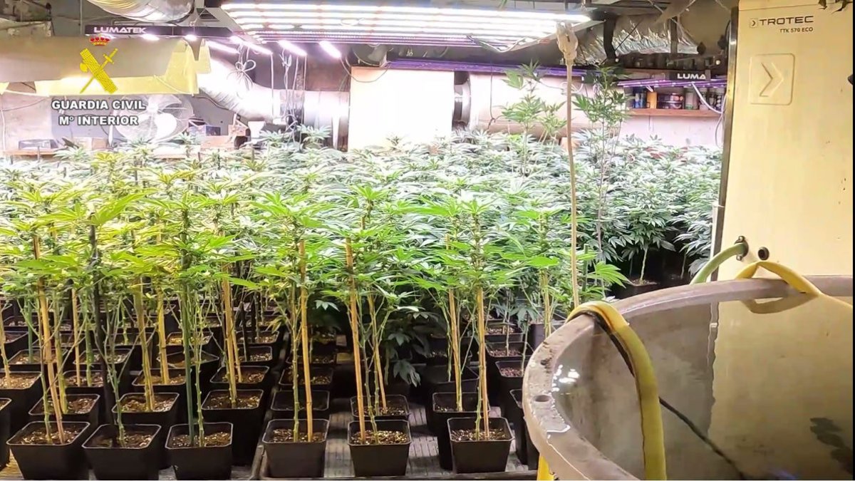 Vista de la plantació desmantellada a Vilanova de la Barca. - GUÀRDIA CIVIL