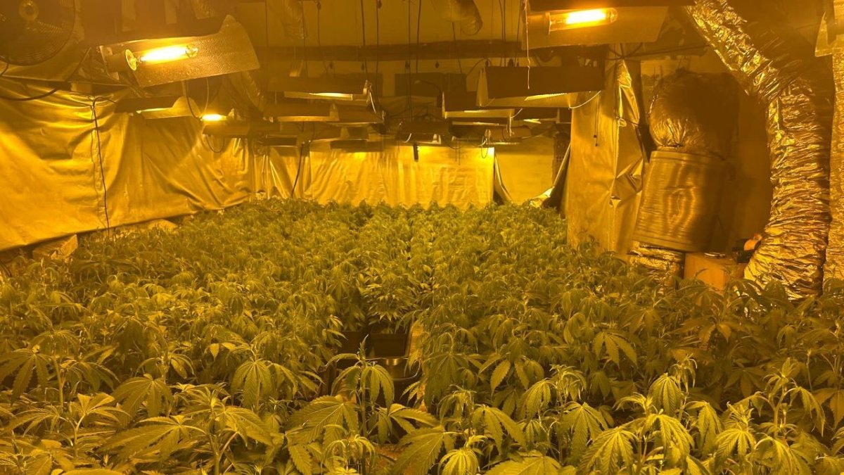 El valor total de les plantes intervingudes i els cabdells superaria els 70.000 euros