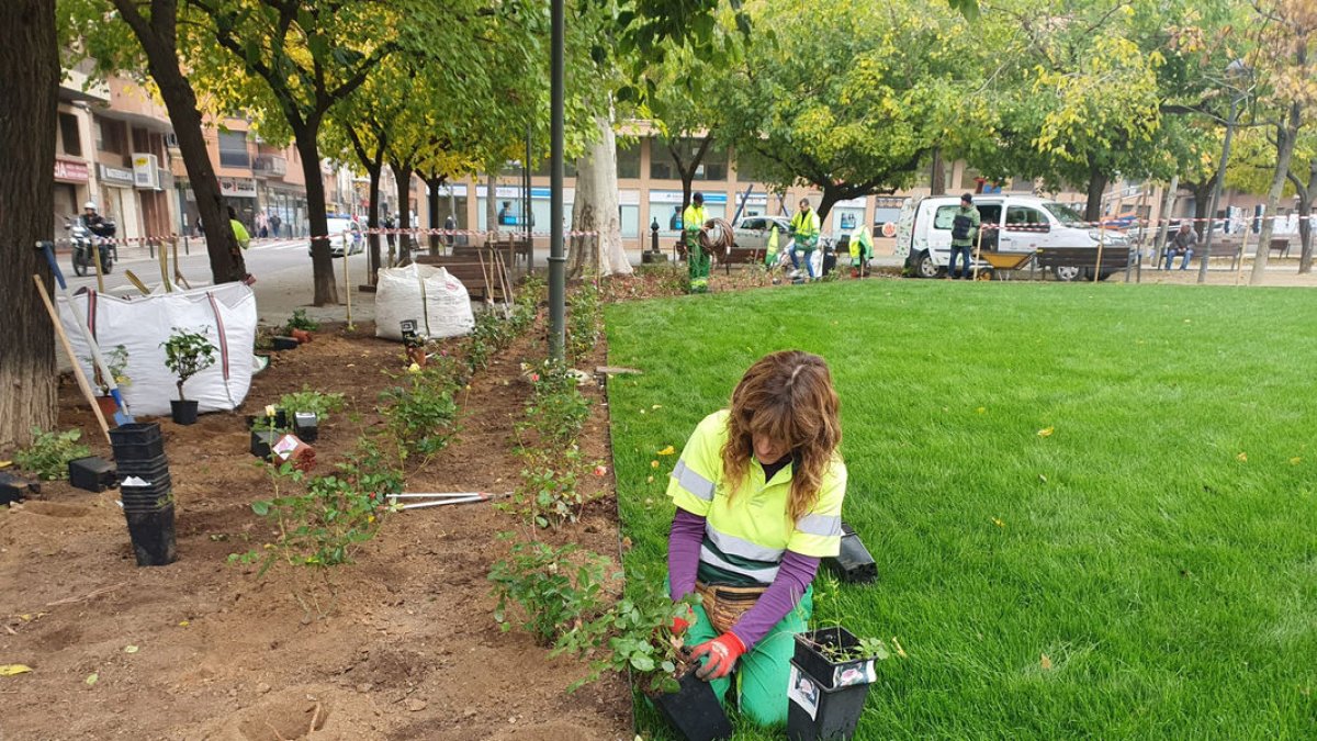 Operarios municipales plantando rosales en la plaza Pau Casals. - AJUNTAMENT DE LLEIDA