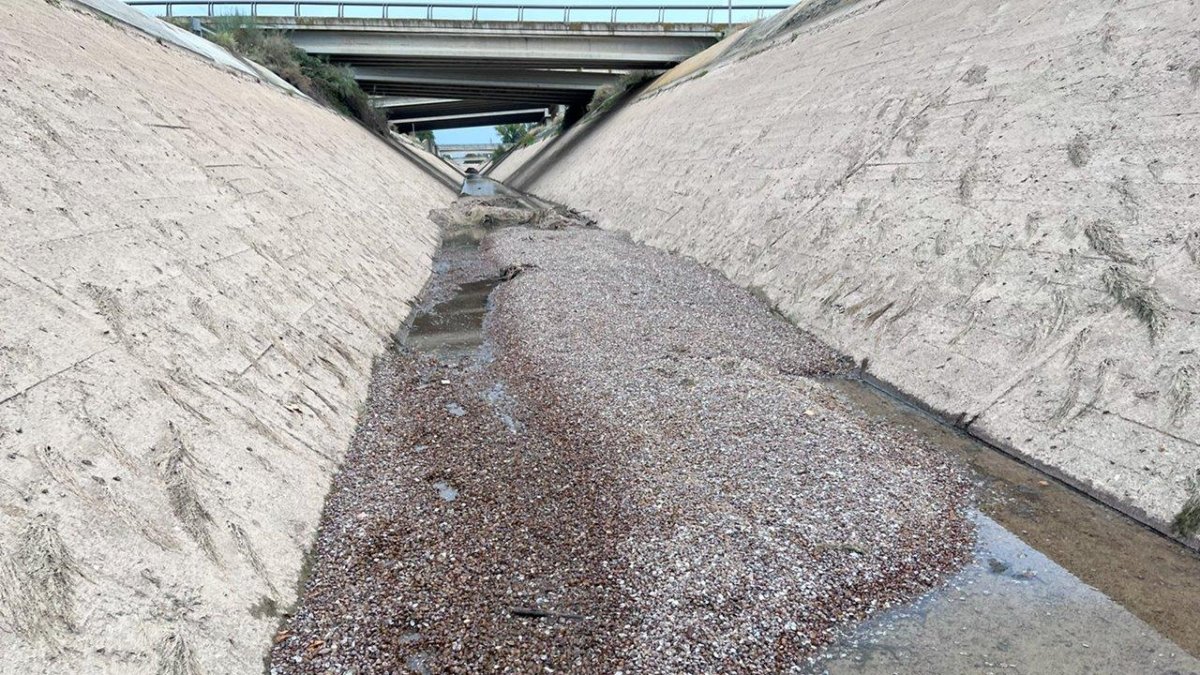 Cloïssa asiàtica, espècie invasora, localitzada al fons del canal de Balaguer