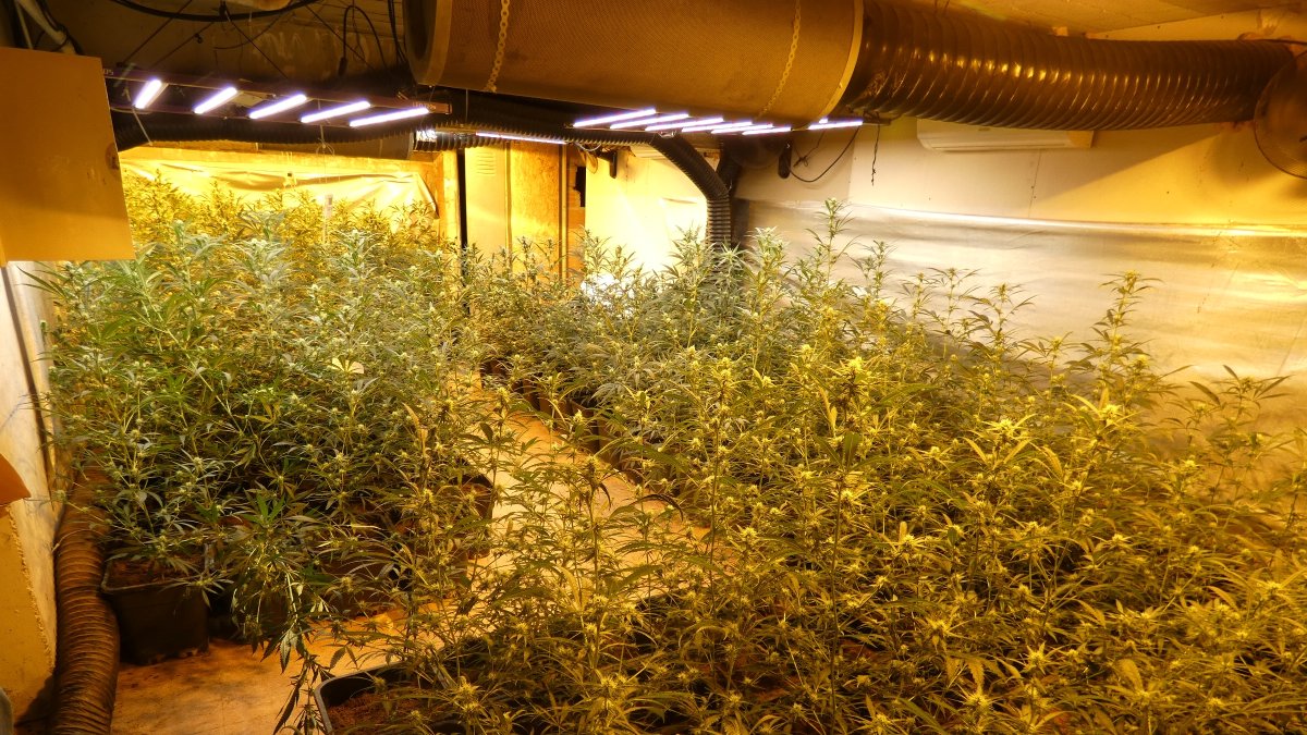 Imatge de la plantació de Puigverd.