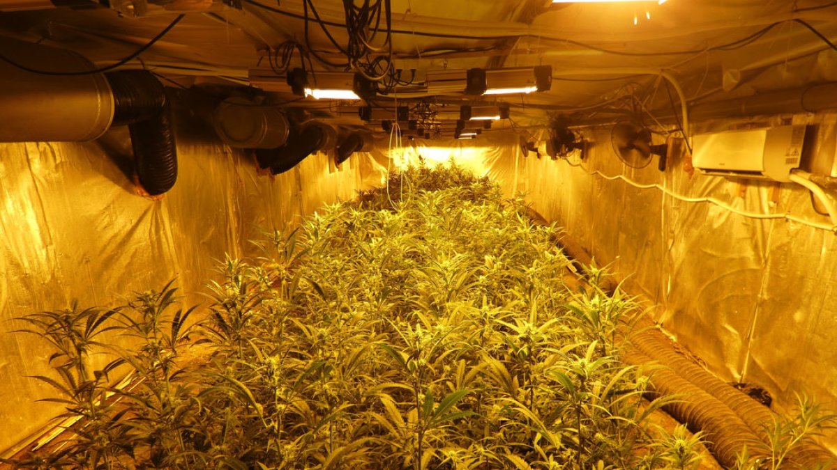 Vista de la plantación de marihuana en el parking de la vivienda en Puigverd de Lleida. - MOSSOS D’ESQUADRA