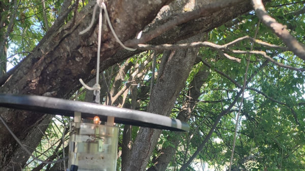Los investigadores utilizaron trampas CDC con luz blanca. - SARAH DELACOUR