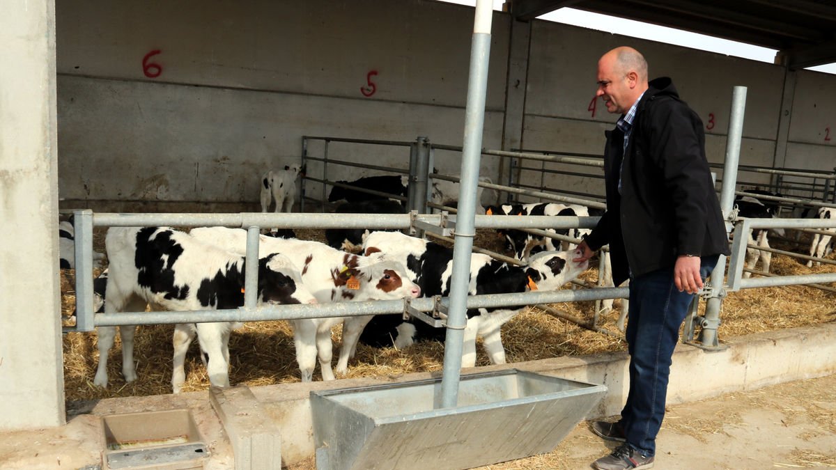 Robert Jaimejuan, en una imatge a la seua explotació bovina d’Alcarràs. - ACN