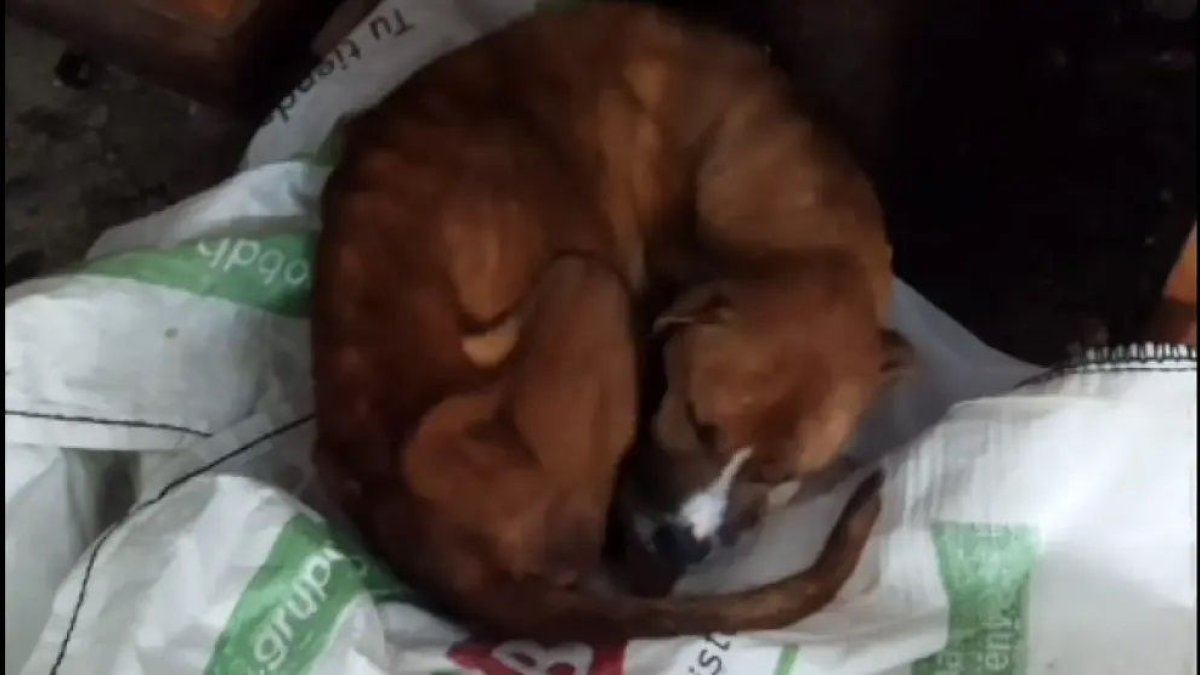 Estado en el que hallaron al perro. - GUARDIA CIVIL