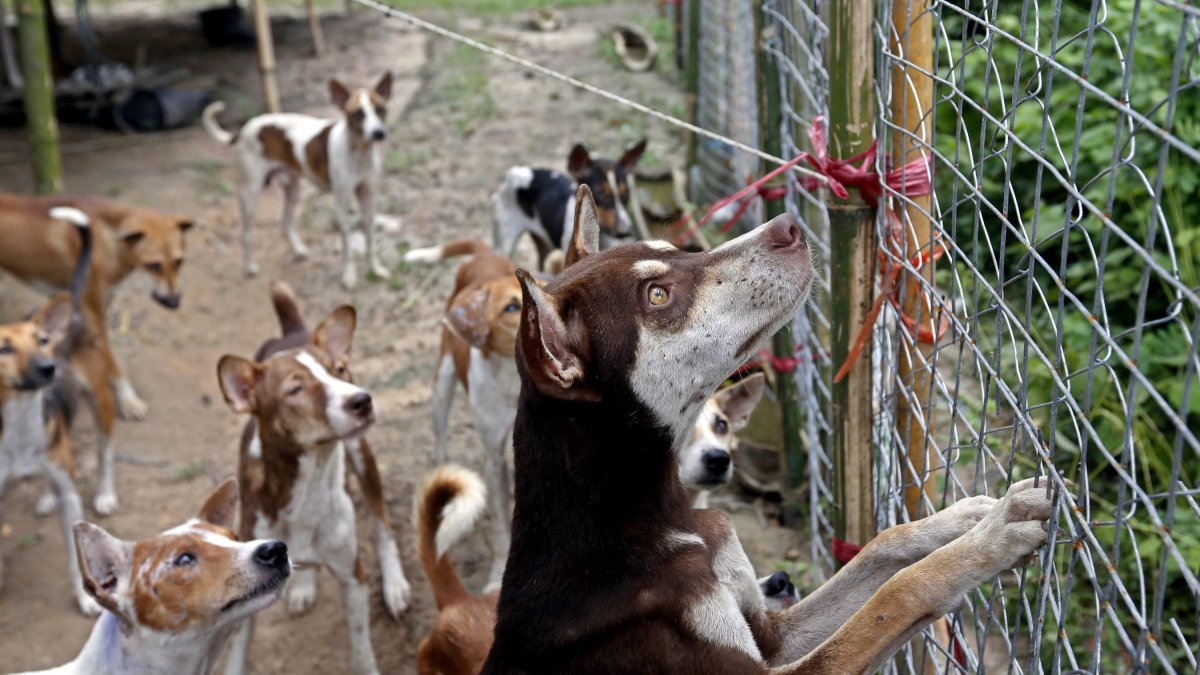 Imatge d’arxiu que mostra diversos gossos de contraban en un alberg per a animals a Shwe Pyauk, als afores de Yangon, Birmània.