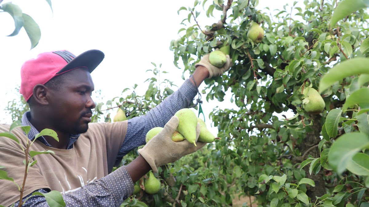 Imatge de l’inici de la campanya de recollida de pera en una finca de Lleida. - SEGRE