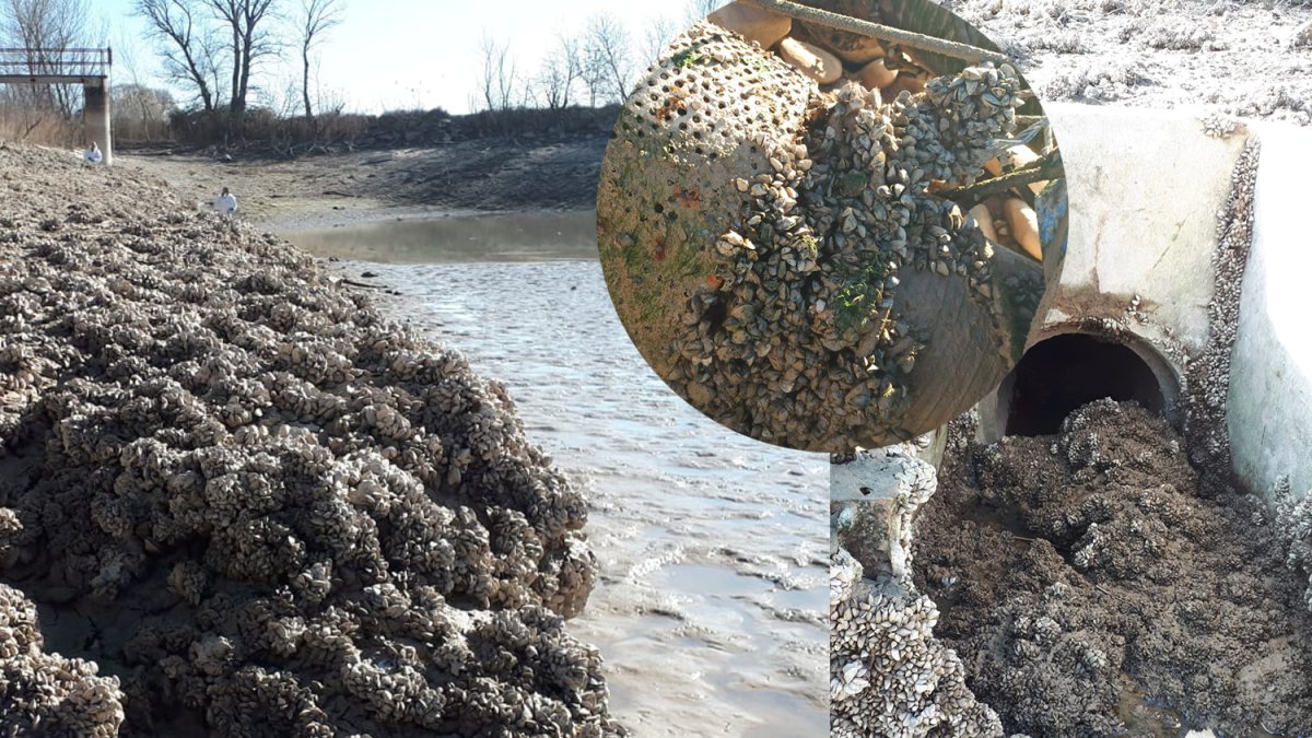 Els efectes devastadors del musclo zebra