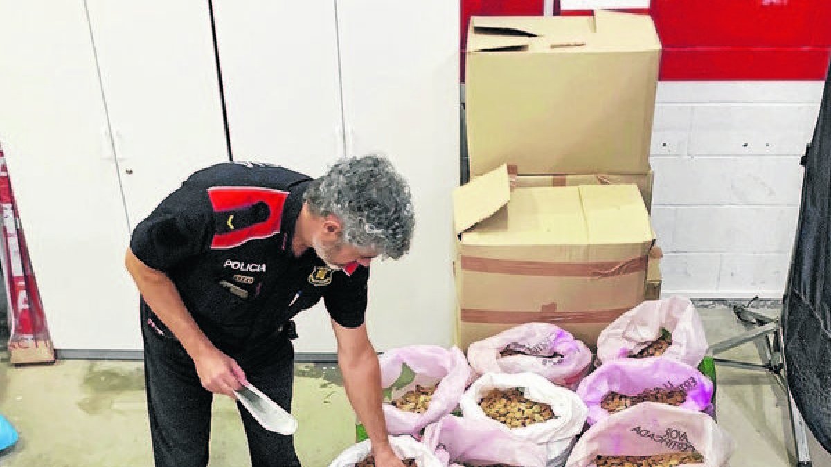 Almendras robadas que fueron recuperadas por los Mossos en septiembre de 2023 en Juneda. - MOSSOS D’ESQUADRA