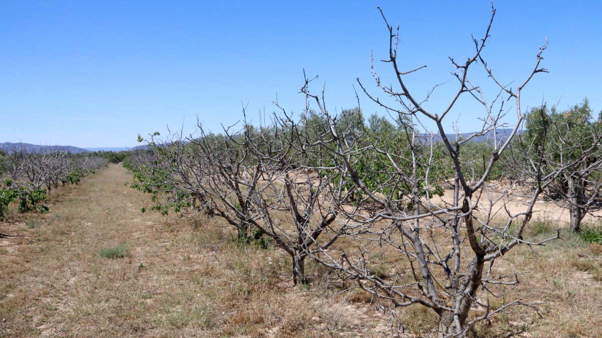 Imatge d'un camp de cirerers morts per la sequera, a la Serra d'Almos, als Guiamets.