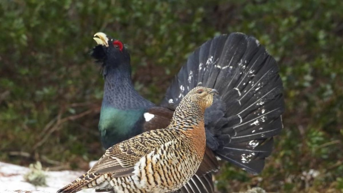 Dos exemplars de gall fer