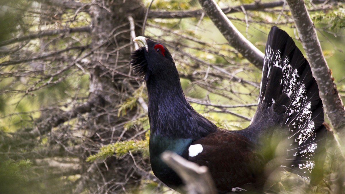 Imagen de archivo de un urogallo.