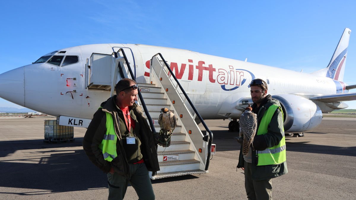 Jordi Escolà y Ángel Sancho son los cetreros del aeropuerto de Alguaire. - AMADO FORROLLA