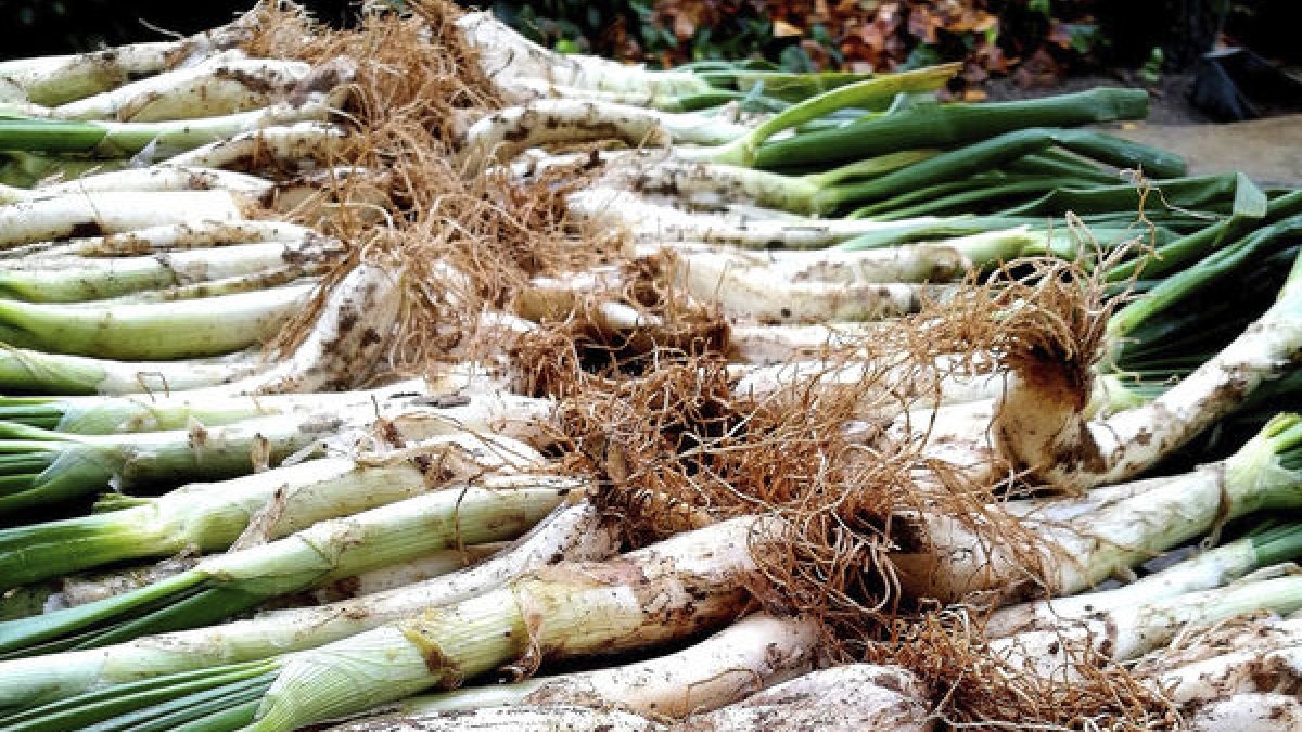 Regió mundial 2025 - PIXABAY