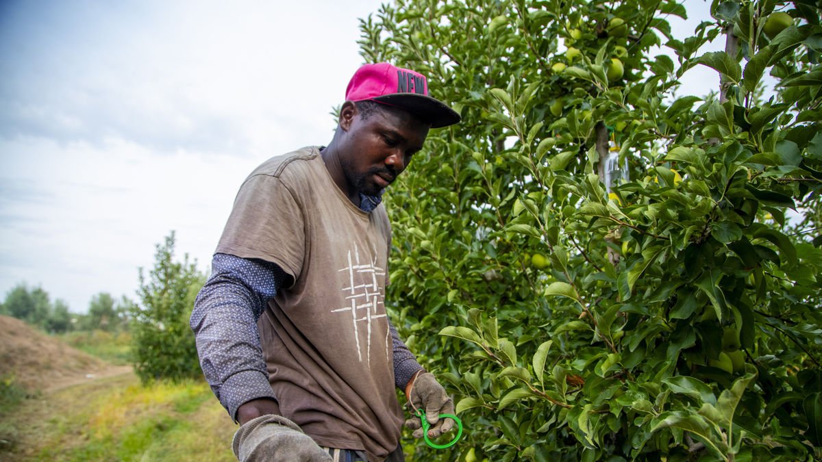 Bruselas apunta a una cierta estabilidad de la producción de manzana y un retroceso en melocotones y nectarinas en la Unión Europea. - SEGRE