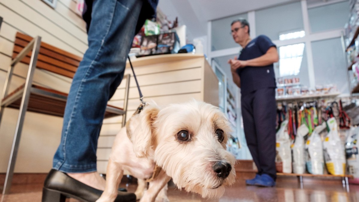 Imatge d’arxiu|arxivament d’un gos en un clínica veterinària de Las Palmas de Gran Canària.