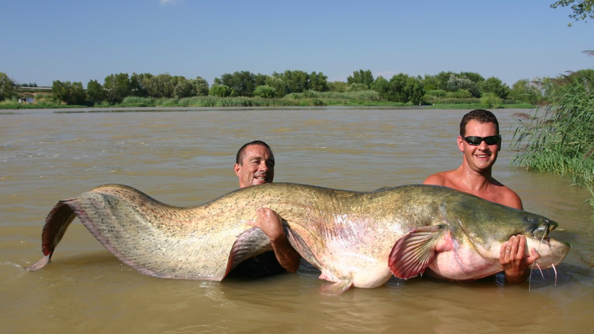 Siluro gigante en el pantano de Mequinenza