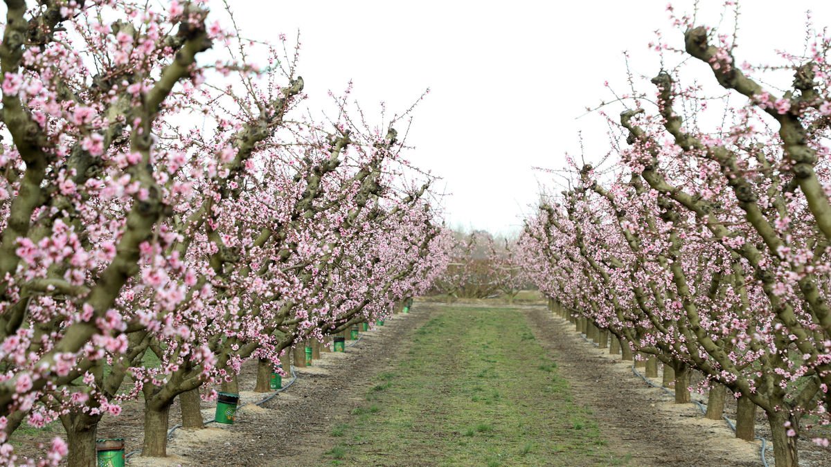Frutales en flor en plena primavera en campos de Aitona. - MAGDALENA ALTISENT