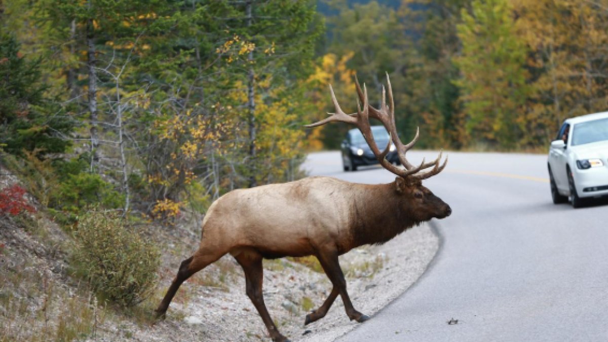 La presencia de animales en la carretera supone un peligro grave para los conductores.