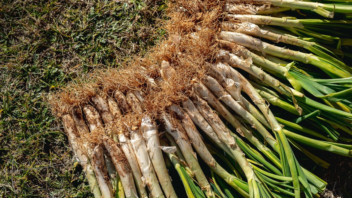 Calçots.