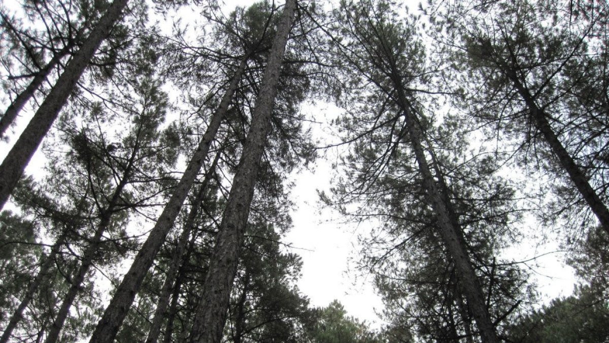 Imagen de archivo de pinos negros en las comarcas de Lleida. - FCLP