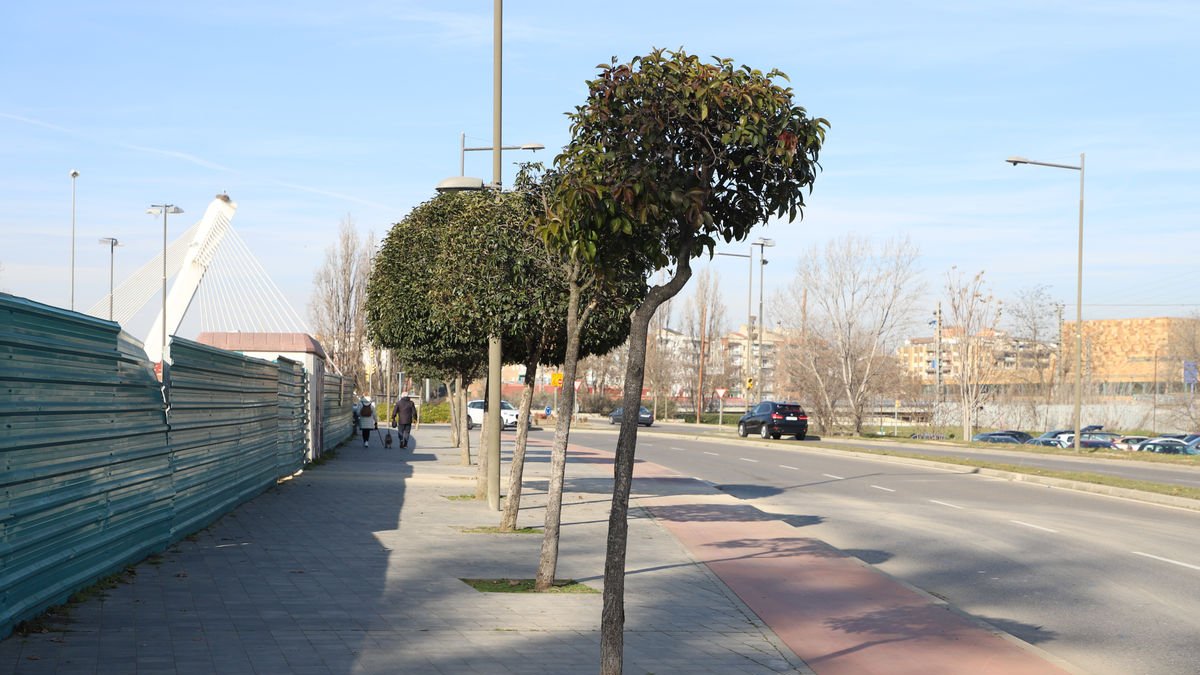 El hombre denunciado maltrataba uno de los árboles de la avenida de Victoriano Muñoz. - MAGDALENA ALTISENT