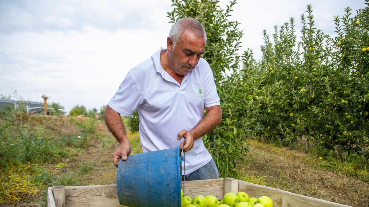 Pere Roqué, l’estiu passat a la seua explotació collint pomes golden. - SEGRE