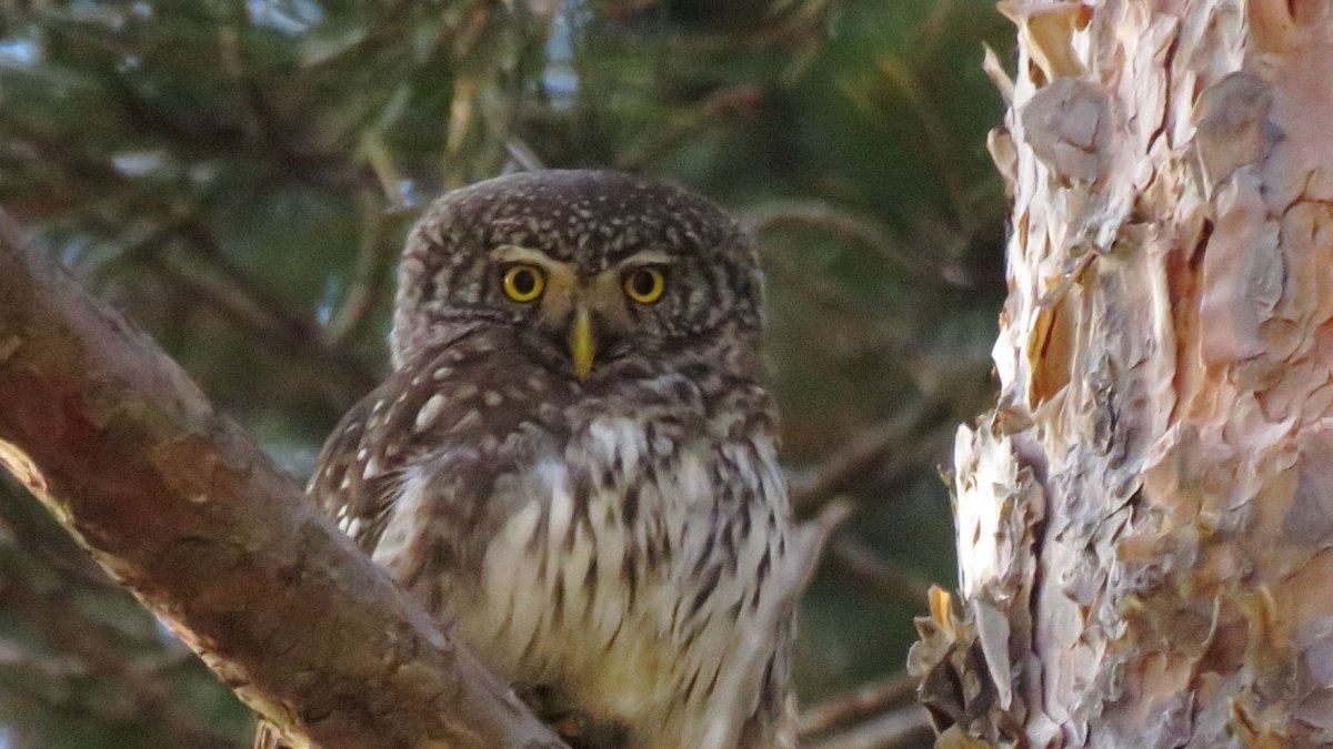 Exemplar del mussol.