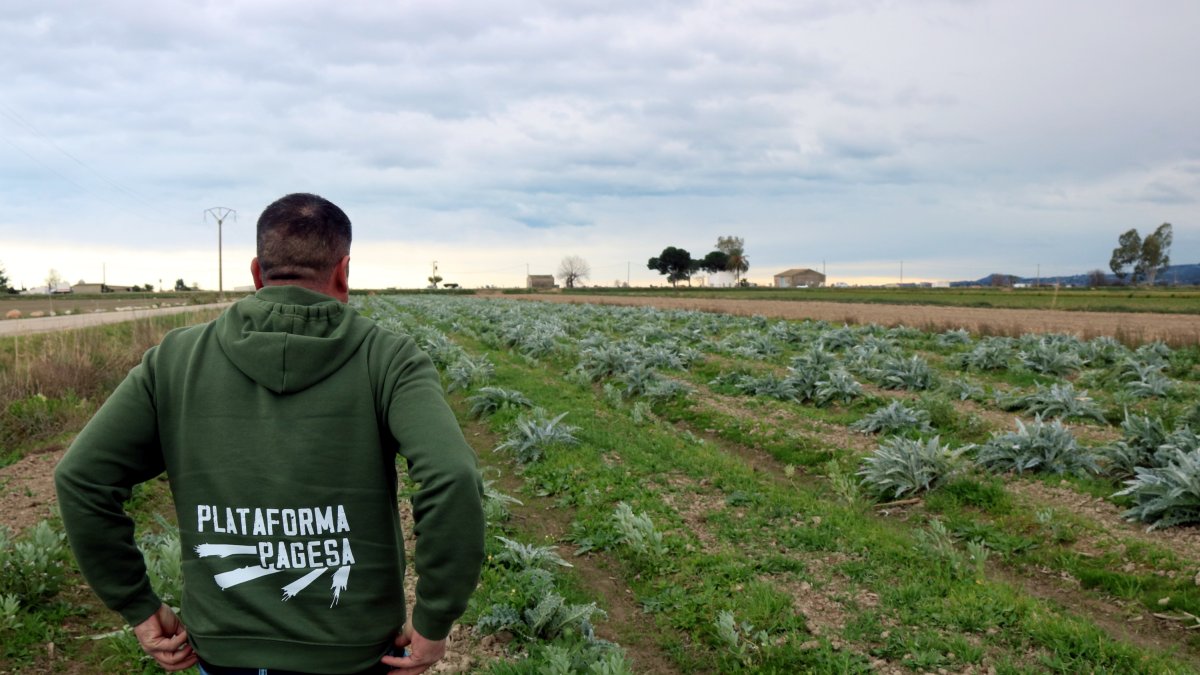 El president del Gremi de la Pagesia Catalana, Joan Regolf, observa les carxoferes de la seva finca d'Amposta.