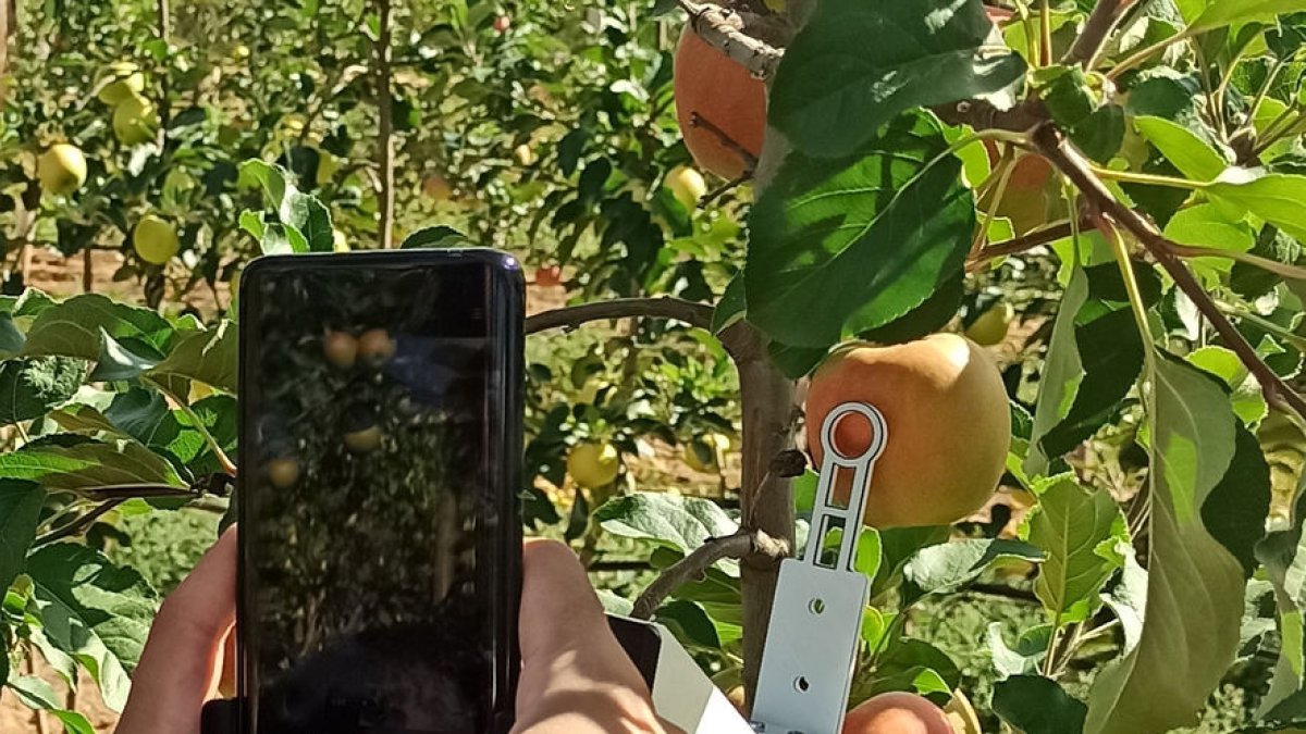 Una medición de una manzana con la ‘app’. - FRUITMEASUREAPP