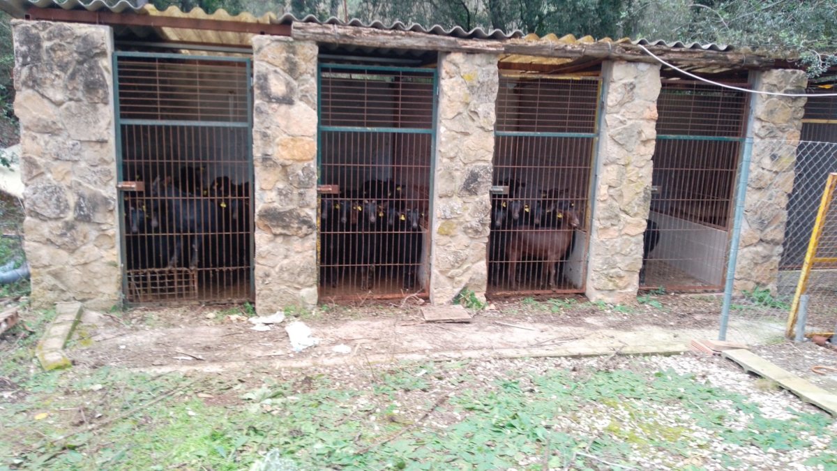 Corral donde encontraron las cabras en Vilaverd.
