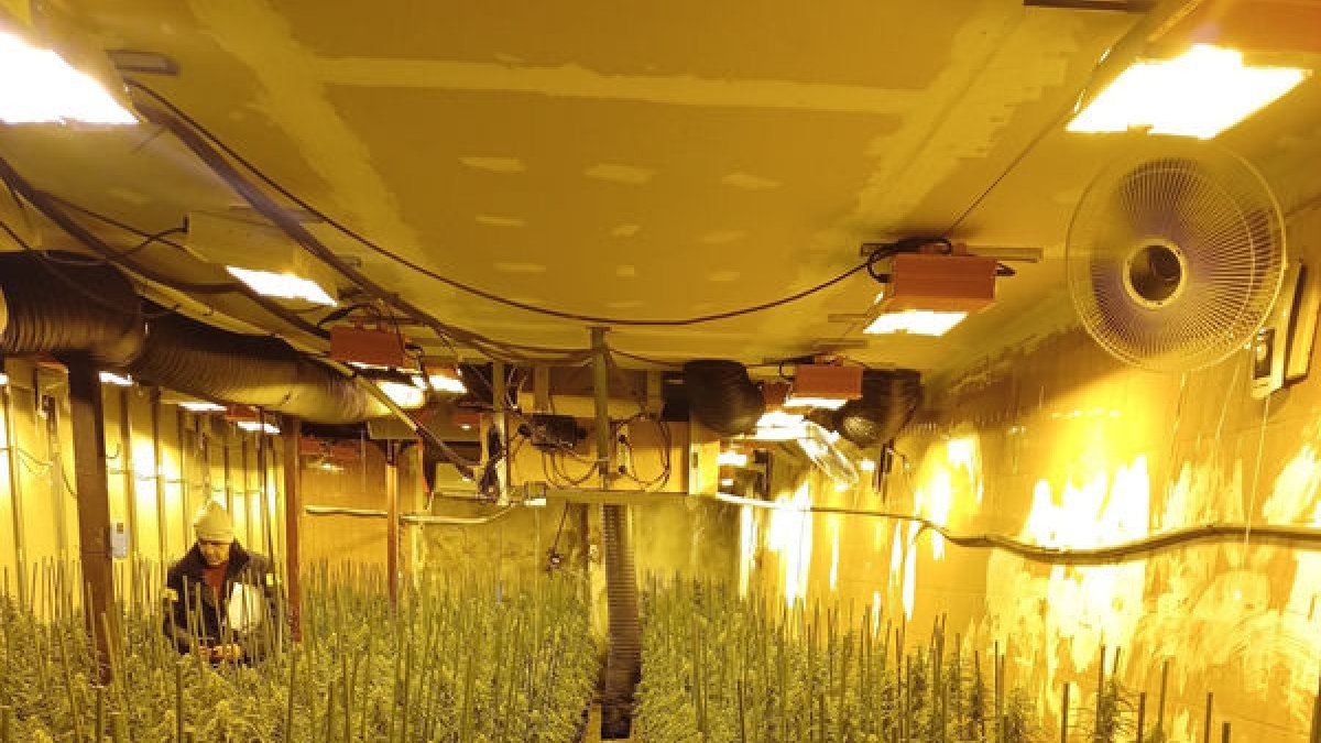 Los Mossos hallaron 805 plantas en una sofisticada instalación que podía ser controlada a distancia. - MOSSOS D’ESQUADRA