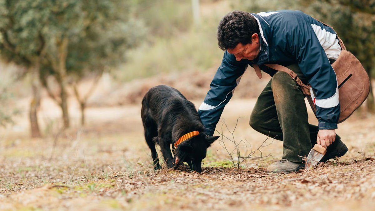 Un dels productors de tòfona negra de Bovera. - FARRÉ VIDAL