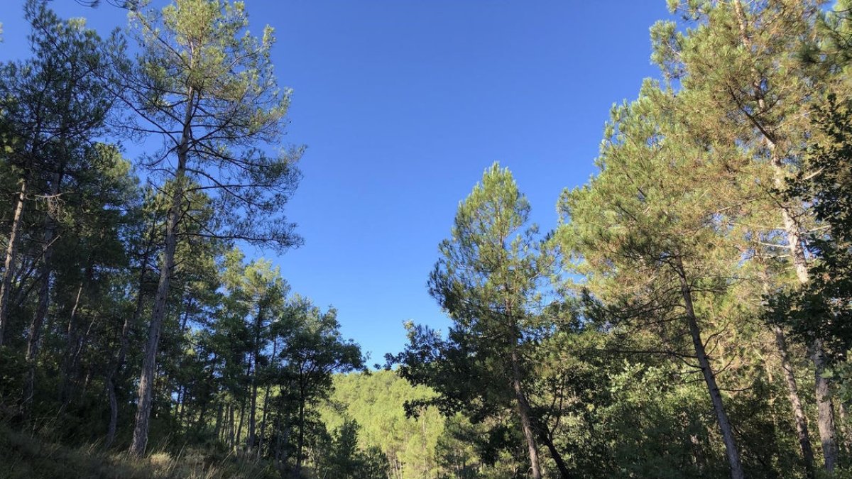 Un dels boscos del municipi de Castellar de la Ribera. - A. C. R.