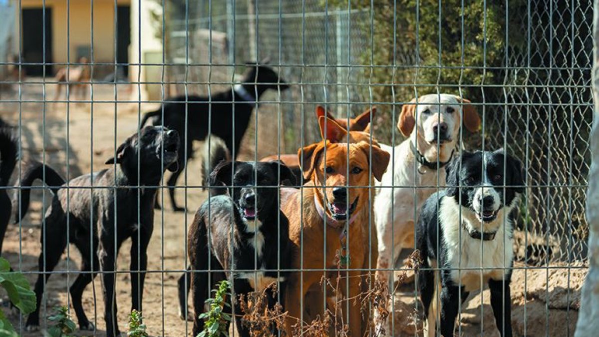 El refugi de Seròs va acollir 132 gossos l’any passat.