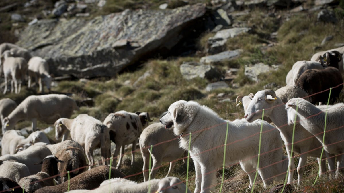 Ovelles en un tancat sota la vigilància d’un mastí. - ACN