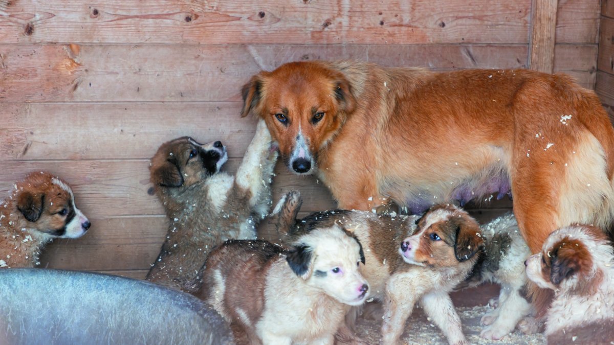 La protectora de Seròs ofereix en adopció els 10 cadells. - JORDI ECHEVARRIA